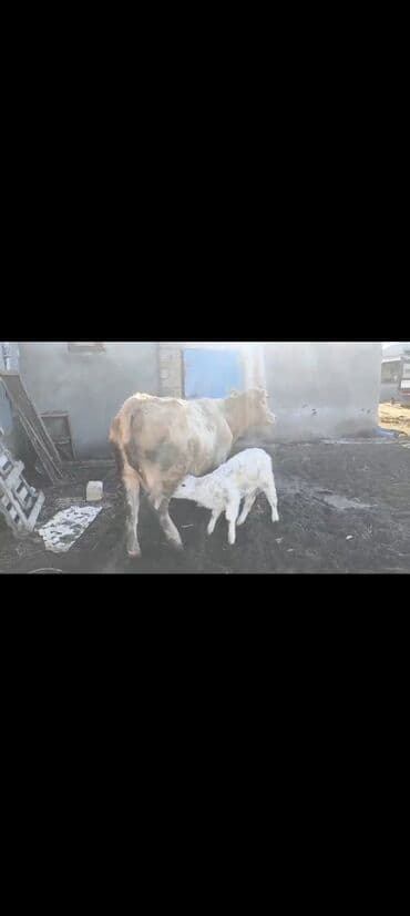 Lincoln: 3cu balasidi 10-12 südü var balasi sarol süni mayalamadan olub dişidi — 3