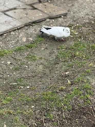 quslar haqqinda melumat: Tutulma quslar ikiside mayadi — 5