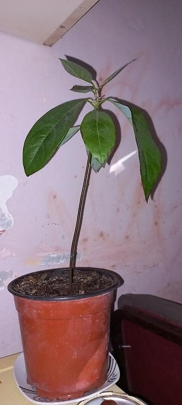Məhsul: Avokado fidanları (qablarda) — 1