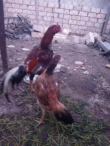 döyüş xoruzu: Salam Heyrati ailesi satilir xoruzun 3 fereler ise 10 aylixdi — 2