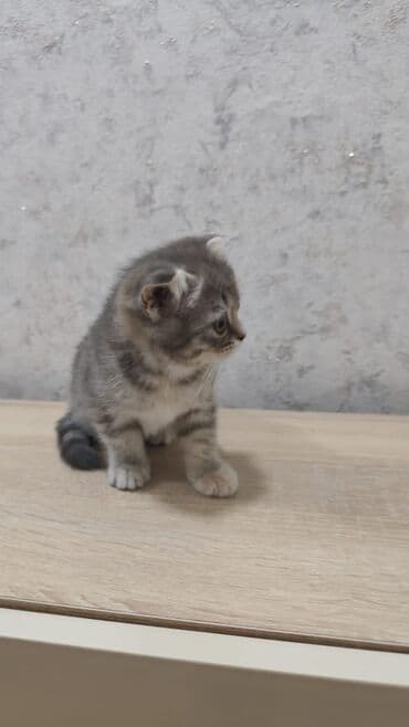 pişiklər üçün bit dərmanı: Şotland yastı qulaq, Dişi, Yaxşı əllərə, Ödənişli çatdırılma — 4