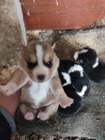 akita inu poklanjam: Xaski, 1 ay, Dişi — 6
