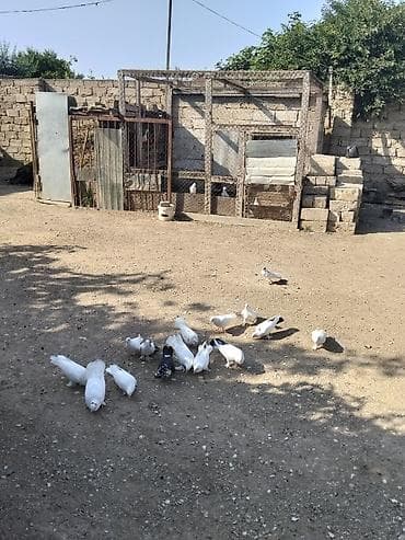 danşan quş: 5manatan 15manata kim var — 1