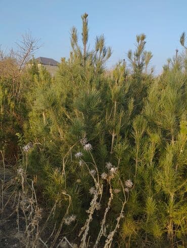 Bıçaqlar: Şam ağacı fidanları - Növ: Şam (iynəyarpaq, həmişəyaşıl) - Təyinat — 8