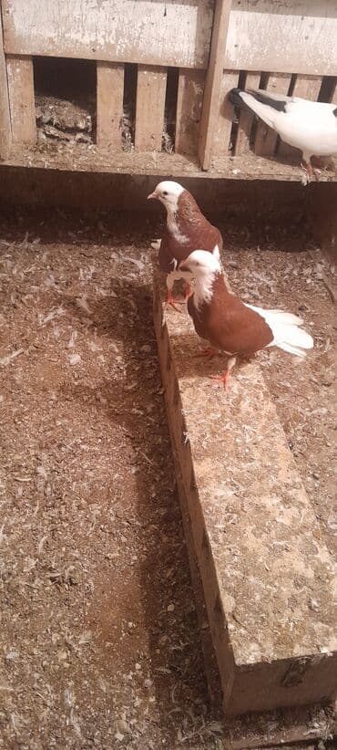 quş yuvaları: Hazir cutdulər balasida var real aliciya cuzi endirim olacaq Təsvir — 7