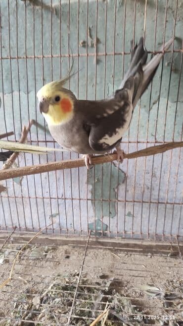 jako tutuquşusunun digər adı: Bir cüt karella bir il yarimliq hazir bala veren — 2