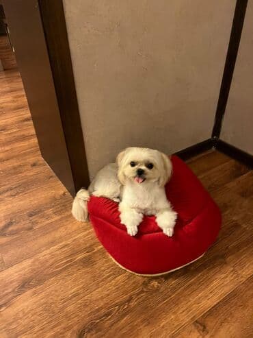 где можно купить собаку мальтипу: Pudel — 16