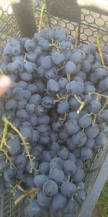 дистиллированная вода баку: 70 q Qara üzüm bal kimi . kim istəsə desin az qalıb ünvan Tovuz rayon — 2