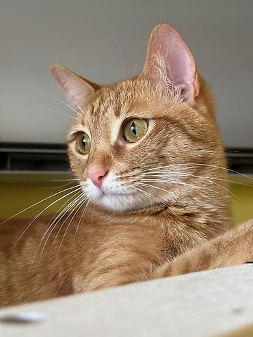 heyvan: 🐈 Очаровательная рыжая кошка ищет новый дом! 3-летняя, добрая и — 3