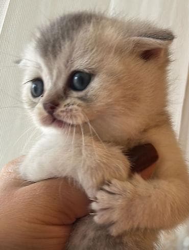 Gəmiricilər: Britan — 6