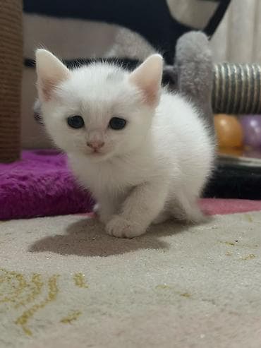 ağ pişik adları: Yaxşı əllərə — 1