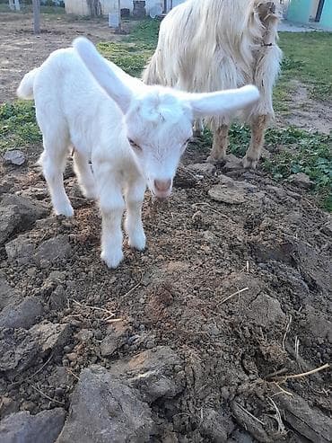 keci satisi: Dişi, Zanen, il: 1, 40 kq, Südlük, Ünvandan götürmə — 6