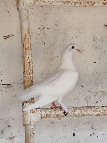 göyercin: Sadə göyərçinlər satılır. 4 ədəd qalıb. Biri 5 AZN — 1