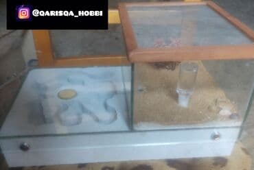 it üçün ev: Hər ölçüdə hər dizaynda qarışqa yuvaları yığılır səliqəli və təmiz — 3