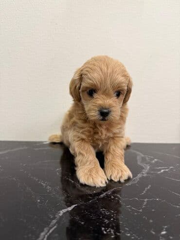 где можно купить собаку мальтипу: Pudel — 13