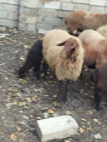 Satilir Ana Bala Qoyunlar Boğaz Heyvanlar ekiz Bala Heyvanlar Kom 8 lalafo.az -da Satilir Ana Bala Qoyunlar Boğaz Heyvanlar ekiz Bala Heyvanlar Kom 8