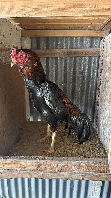 Temiz Yapon xoruz 2 yaş yarımlıqdı döyüşü var isdeyen yazsın