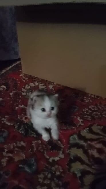 pisikli oyunlar: Balaca pişik balası - Cins: ev pişiyi (qısatüklü qarışıq) - Rəng: ağ — 1