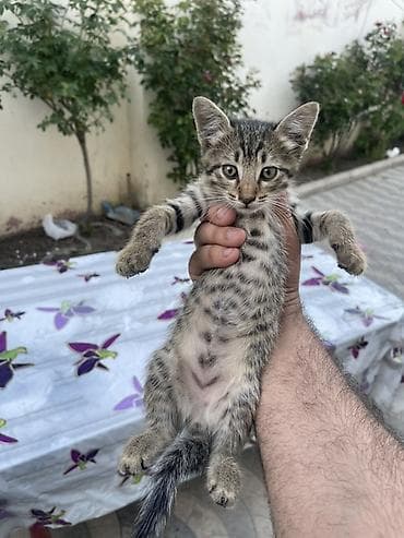 ağdaş yemi: Tabbi — 1