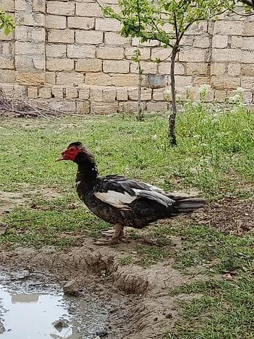 erkek pişik: Erkək, | Lal ördək, Damazlıq — 9