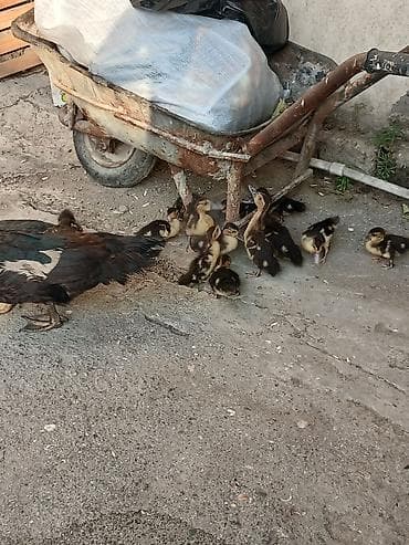 karella qus: 13 bala 1 Ana avqusdun 1 cxblar ünvan enzes kom alan olsa endirim — 2