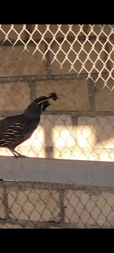 bülbül quşu: 2 dişi 1erkək Kalifornia bildirçinleri satiram cox çevik heyvanlardi — 6