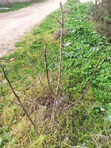 xar tut agaci satilir: Qara əncir ağacları satılır — 3