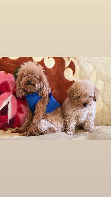 Pudel, Peyvəndli — 1