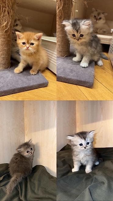 Dişi, Erkək, Yaxşı əllərə, Pulsuz çatdırılma