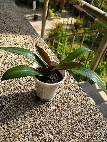 Bu bitki Qayıq zanbağı (Tradescantia spathacea / Rhoeo)-dır. Qayıq lalafo.az -da Bu bitki Qayıq zanbağı (Tradescantia spathacea / Rhoeo)-dır. Qayıq
