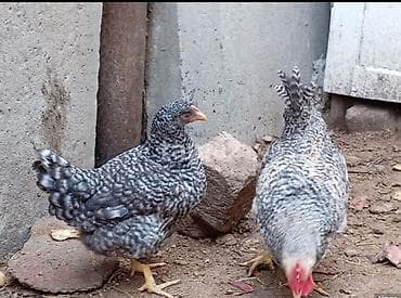 Balıqlar: Salam arginal xarkov du öz he yetimin heyvandi tam sağlamdi isteyen — 4