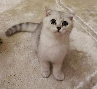 Heyvanlar: Şotland qıvrım qulaqlı balaca pişiklər - Cins: Scottish Fold (qıvrım — 4