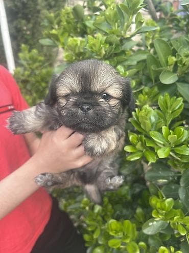 cins itlerin satisi: Pekines, 1 ay — 5