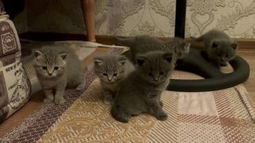 кот для вязки: Британская, Самец, Самка, Самовывоз — 2