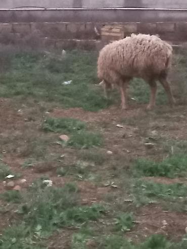 diri qoyun satisi: Salam heyavanlar satılır 3dənə balalı 1dənə tək 2si birinci qarın 2si — 6