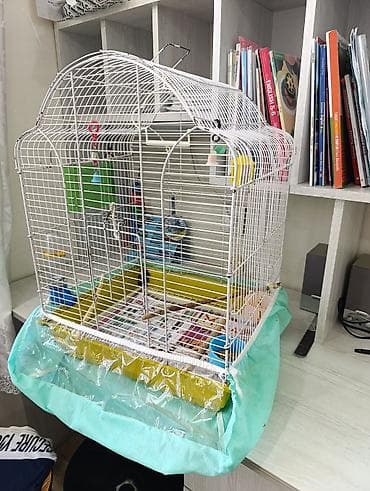 Gəmiricilər: Quş üçün qəfəs böyükdür normal vəziyyətdə — 3