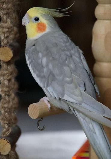 poodle satışı: ✨ Seri rəngli hazır elquşları satışda! 🐦✨ Fərqli rənglər və gözəl — 2