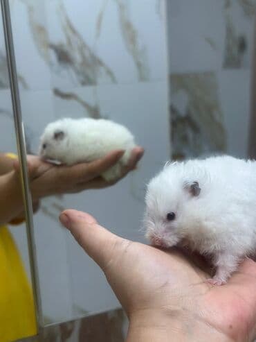 Akvariumlar: Ağ tüklü hamster – yumşaq, uzun tüklü və mehriban xasiyyətli. - Rəng — 3