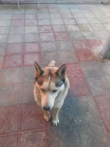 cütləş: Xaski, 6 il, Cütləşmə üçün — 3