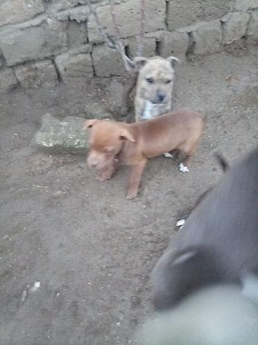 pitbull balasi: Pitbul, 2 ay, Dişi — 6