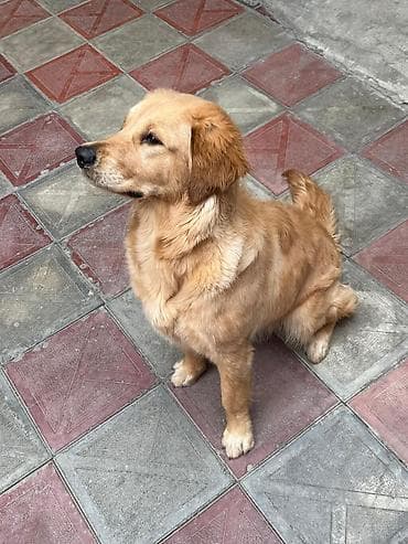 alman coban iti: Retriever, 9 ay, Dişi, Peyvəndli — 3