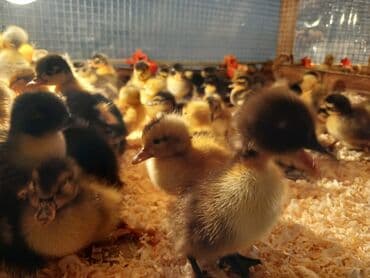 pinqivin ördək: Dişi, Damazlıq, Ünvandan götürmə, Pulsuz çatdırılma, Ödənişli çatdırılma — 10