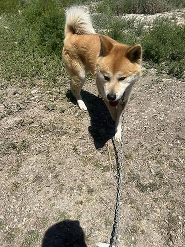 Akita-inu — 4