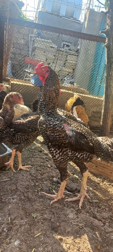 Satılır: Uzunboyun, iri cüssəli, sərt ayaqlı yerli döyüş tipli