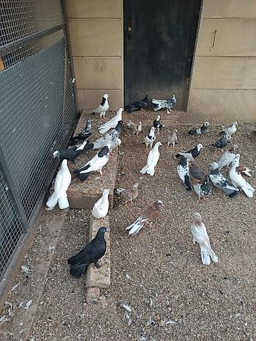 babil quşu: Küt satılır seçməkdə. İran quşları da var içində. biri 15₼. hamısı — 6
