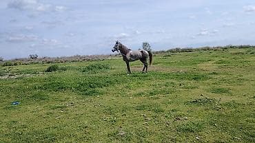 ereb ati satilir: 5 yaşı var yorgadi — 2