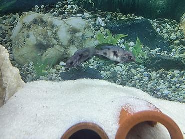 Cixlid balığı, Yırtıcı