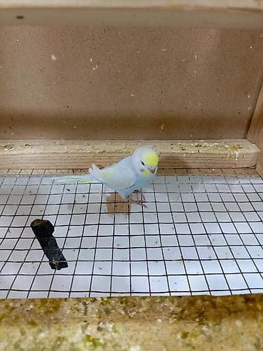 100 l akvarium: 8 quşdu 3 dişi 5 erkək 5i çexdən dönmə 2si rainbow Optavoy 15m Ünvan — 5