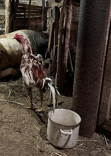 bakida pitbul satishi: 11 aylıxdı super heyvandı döyşü var real alcı narahat eləsin — 1
