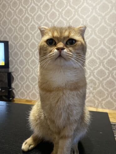 золотая шиншилла баку: Qızıl şinşilla, Erkək, Cütləşmə üçün — 2